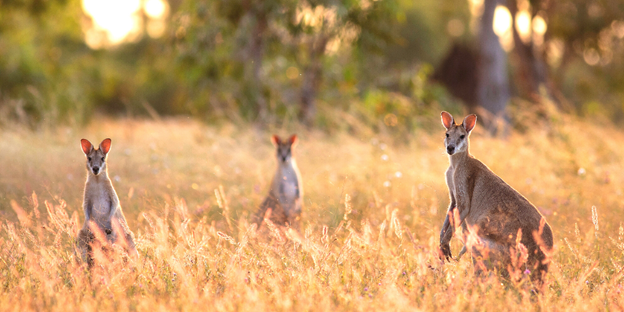Kangaroos in the Northern Territory