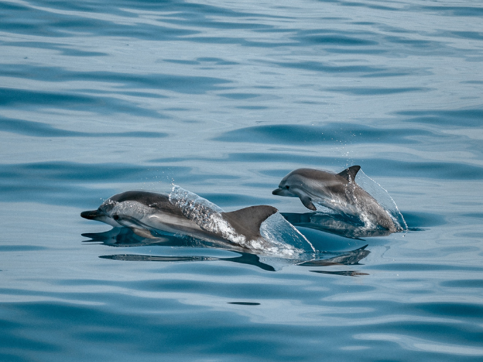 Whyalla dolphins